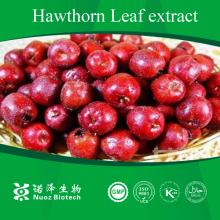 Factory supply Pure Natural 10%UV hawthorn leaves extract