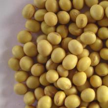  Soya   Bean s