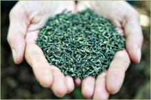 China Green Tea Special  Chunmee   41022AAA  for African market tea