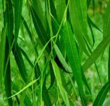  White   willow   bark  P.E