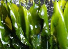  Laminaria  japonica extract