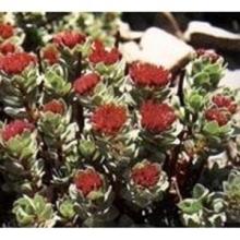 Rhodiola rosea P.E