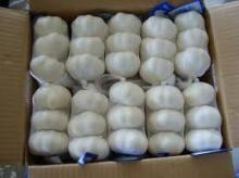 Fresh  garlic   white /Normal  white   garlic 