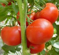 Fresh Tomatoes