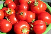 Best Seller Fresh Tomato