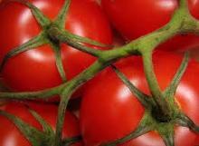 FRESH TOMATOES AND TOMATO PASTE