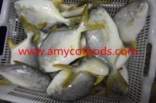 Golden Pompano/Pomfret Fresh Frozen
