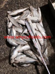 Horse Mackerel Seafrozen/Land Frozen