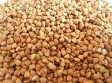 Roasted grown Pistachio Nuts