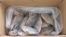  tilapia  frozen  whole   round   IQF  Just For Tongue