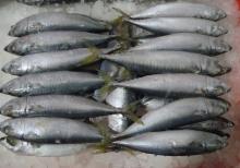 Frozen Pacific Mackerel Fish