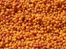 Frozen Seabuckthorn Fruit