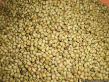 Coriander sees