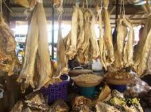 Stockfish without head for sale2