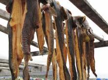 Stockfish without head for sale 78987