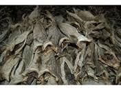 Stockfish without head for sale 23456