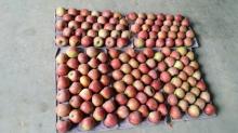2014 new crop china qinguan apple