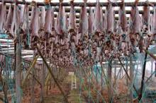 Quality Dried Stock Fish
