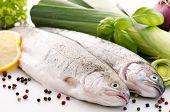 Rainbow  Trout  Fish