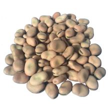 Broad Beans gansu origin