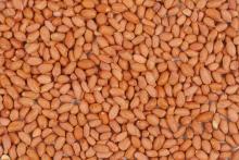 Peanut BOLD