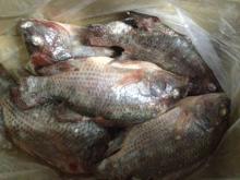 Tilapia fish fresh frozen