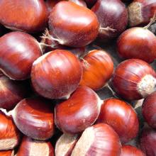 organic chestnut
