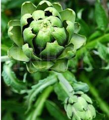 Artichoke P.E with cynarin for medical use