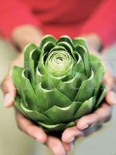 Cynarin 5% artichoke extract for liver disorder