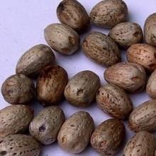  Macleaya   cordata  Extract
