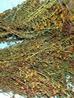 St.John's Wort Extract