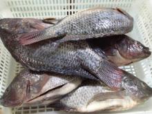 Tilapia Gutted and Scaled processed from alive fish