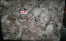 Baby octopus (Octopus ocellatus)