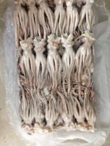 Frozen Squid Tentacles