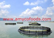 Tilapia cage  farm ed high quality