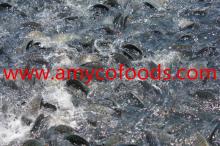 Tilapia cage farmed high quality good for your healthy