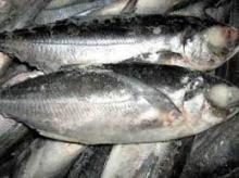 Best Dried Stockfish Cod,Cod Fish,Head - Stockfish