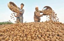 Walnut & Walnut Kernel (Fat type)