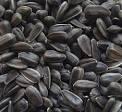  Sunflower   oil   seeds 