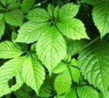 Fiveleaf Gynostemma P.E