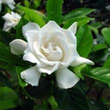 Cape Jasmine Fruit P.E