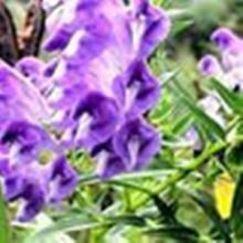 BaikalSkullcap Root P.E