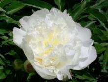 White  Peony   Root  P.E