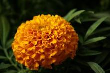 Marigold P.E
