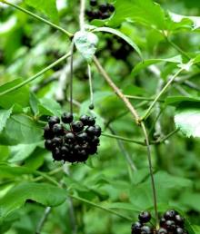 Siberian Ginseng P.E