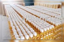 Broiler hatching eggs and table eggs for Africa Market