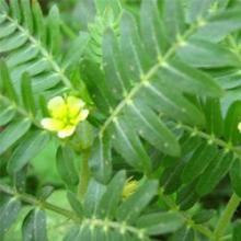 Tribulus Terrestris P.E