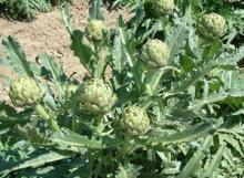 Artichoke P.E