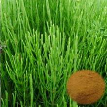 Horsetail P.E