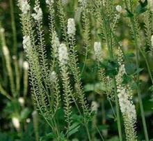 Black cohosh P.E